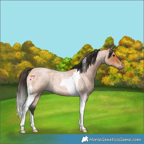 Horse Color:Bay Roan Tobiano 