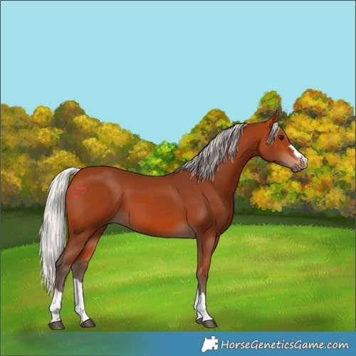 Horse Color:Silver Bay 