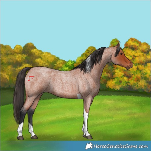 Horse Color:Bay Roan Tobiano