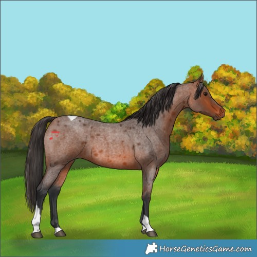 Horse Color:Bay Roan Tobiano