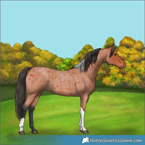 Horse Color:Bay Roan Tobiano