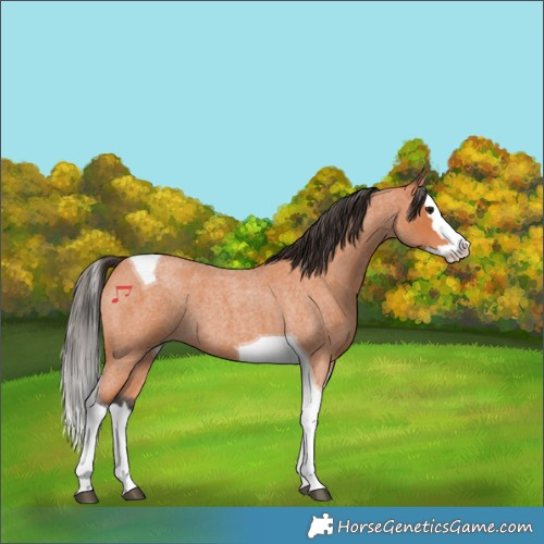 Horse Color:Bay Roan Splash Tobiano 