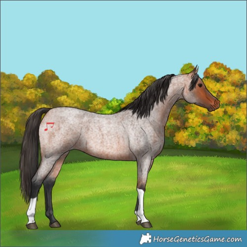 Horse Color:Bay Roan Tobiano