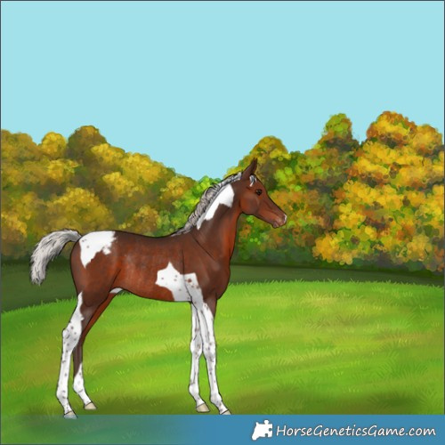 Horse Color:Silver Brown Tobiano Appaloosa Rabicano 