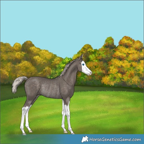 Horse Color:Silver Black Splash Rabicano 