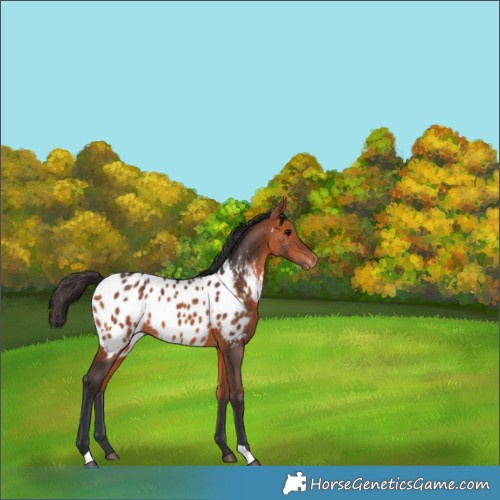 Horse Color:Bay Appaloosa