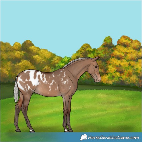 Horse Color:Silver Brown Dun Appaloosa 