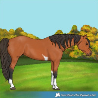 Horse Color:Bay Tobiano 