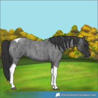 Horse Color:Blue Roan Tobiano 