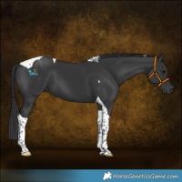 Horse Color:Black Tobiano 