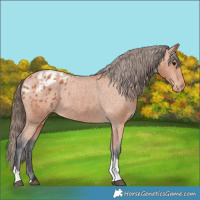 Horse Color:Bay Tobiano Appaloosa 