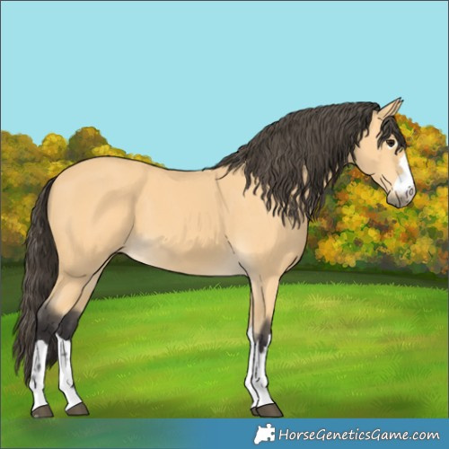 Horse Color:Buckskin 