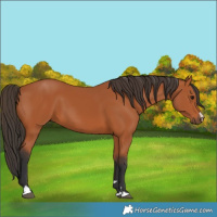 Horse Color:Bay 