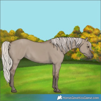 Horse Color:Silver Grullo 