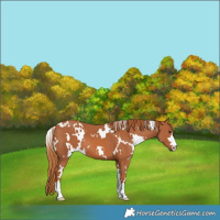 Horse Color:White Spotted Chestnut 