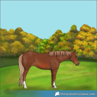 Horse Color:Chestnut 