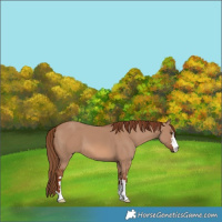 Horse Color:Red Dun 