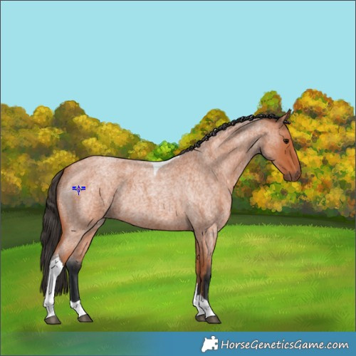 Horse Color:Bay Roan Tobiano 