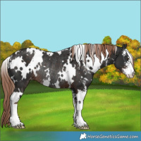 Horse Color:White Spotted Liver Chestnut Sabino Appaloosa Rabicano 