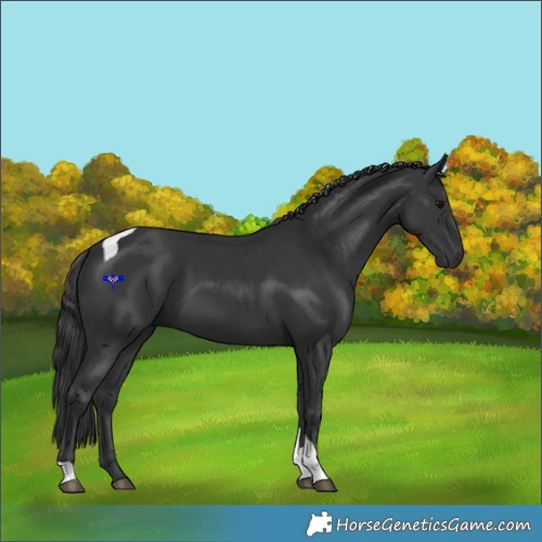 Horse Color:Black Tobiano 