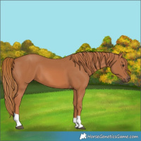 Horse Color:Chestnut Tobiano 