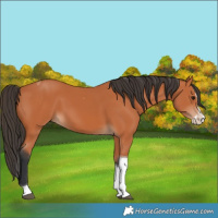Horse Color:Bay Splash Tobiano 