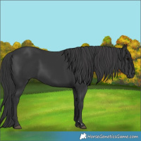 Horse Color:Black 