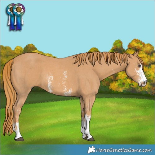 Horse Color:Chestnut Sabino 