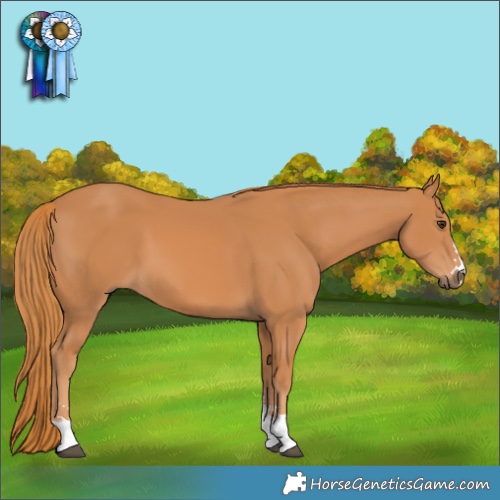 Horse Color:Chestnut 