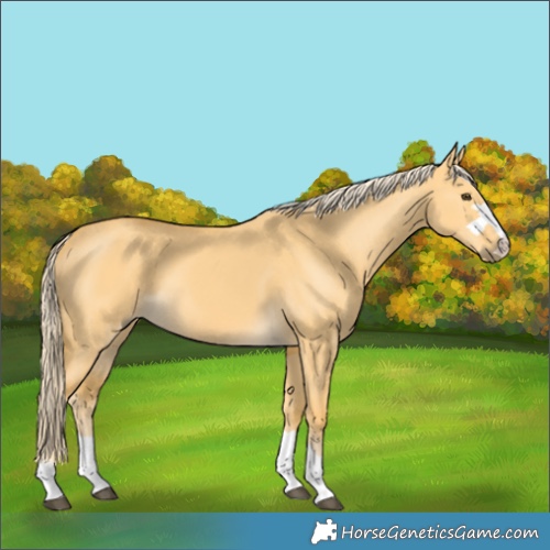 Horse Color:Palomino Dun 