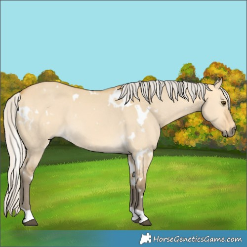 Horse Color:White Spotted Silver Buckskin Dun 