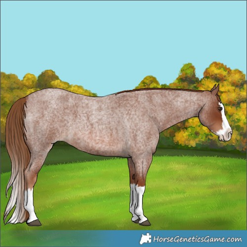 Horse Color:Red Roan Splash 