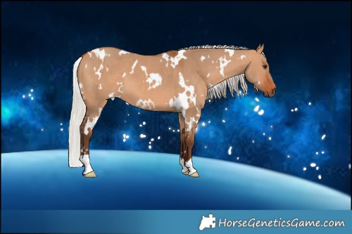 Horse Color:White Spotted Silver Bay Dun 