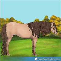 Horse Color:Amber Champagne 