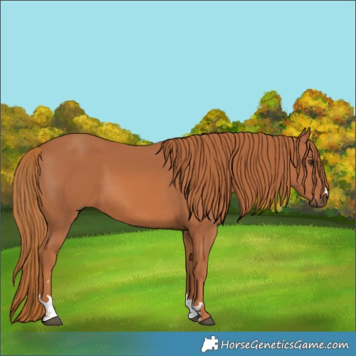 Horse Color:Chestnut 