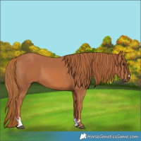 Horse Color:Chestnut 