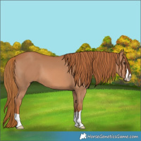 Horse Color:Chestnut 