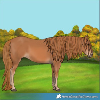 Horse Color:Chestnut 