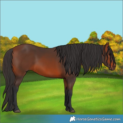 Horse Color:Bay 
