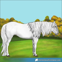 Horse Color:Gray Bay 