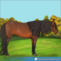 Horse Color:Bay 