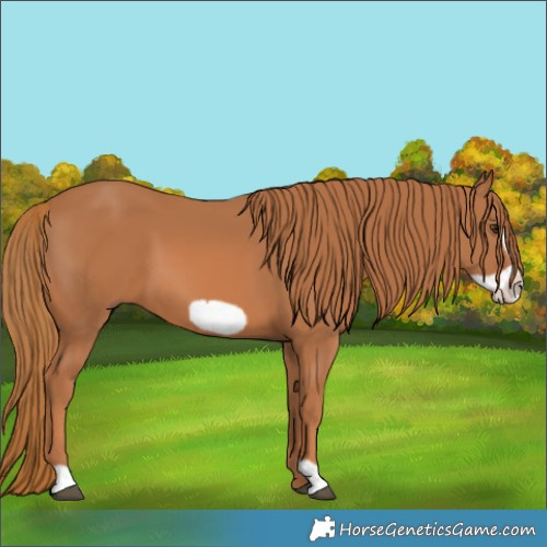 Horse Color:Chestnut Frame 