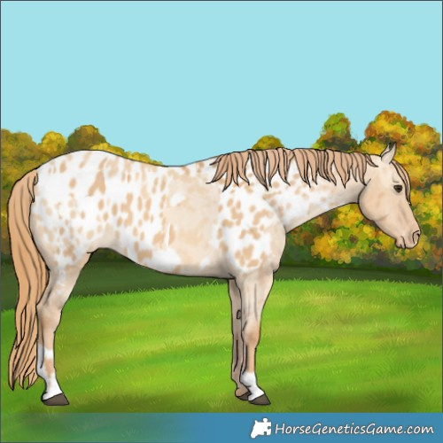 Horse Color:Red Dun Blanket  and Red Dun Blanket 
