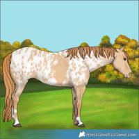 Horse Color:Red Dun Appaloosa and Red Dun Appaloosa