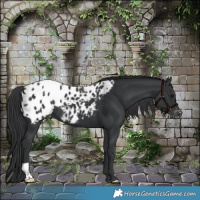 Horse Color:Black Blanket 
