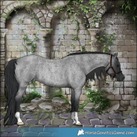 Horse Color:Blue Roan Rabicano 