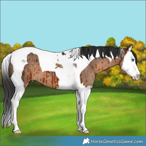 Horse Color:Brown Dun Splash Tobiano Brindle 