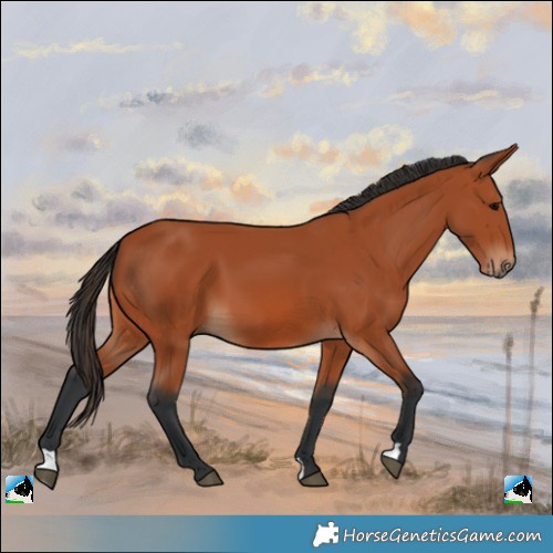 Horse Color:Bay 