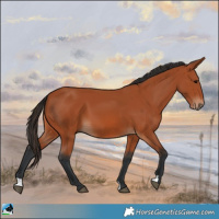 Horse Color:Bay 