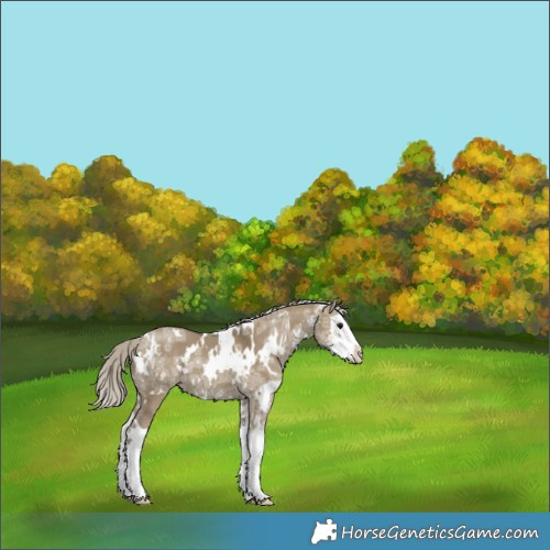 Horse Color:White Spotted Silver Smoky Grullo Ice Sabino Splash Rabicano 